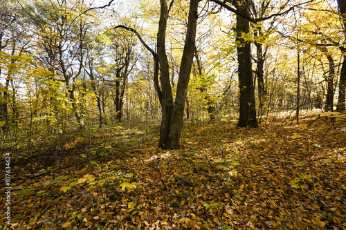 autumn forest  Belarus