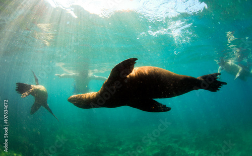 Sea lions swimming around snorkelers in the Galapagos Islands © Longjourneys