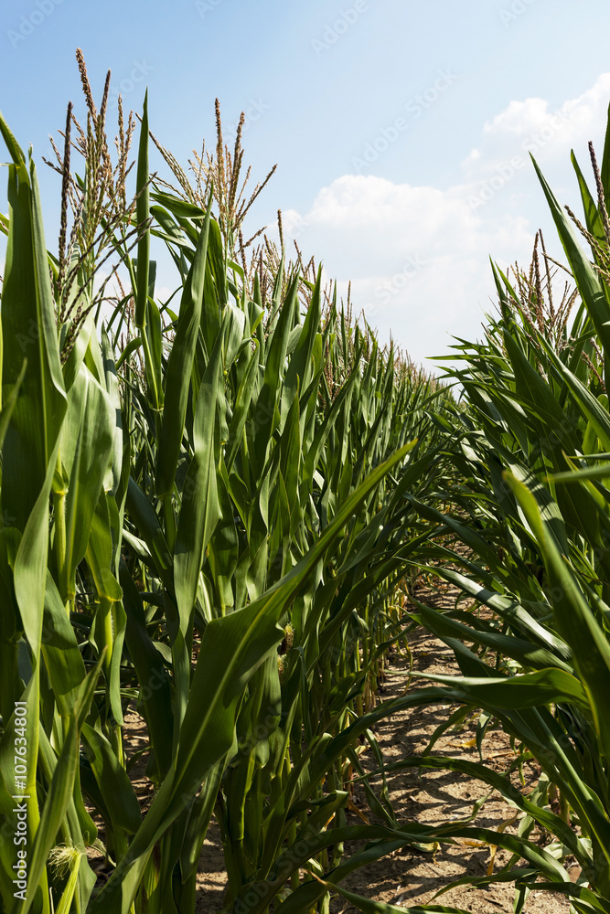 Fototapeta premium Field with corn 