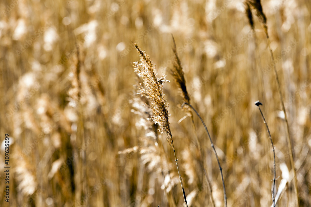 Fototapeta premium autumn grass , close-up 