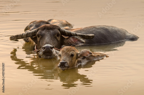 Portrait of Asia water buffalo, or carabao © HillLander