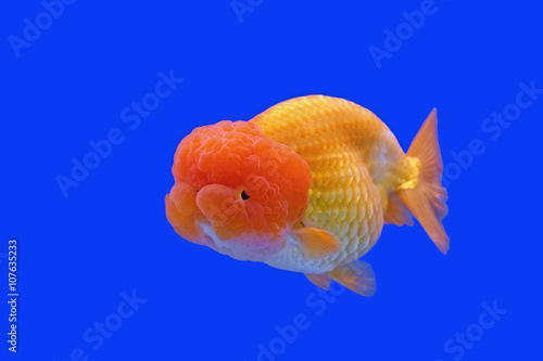 ranchu or lion head goldfish © leisuretime70