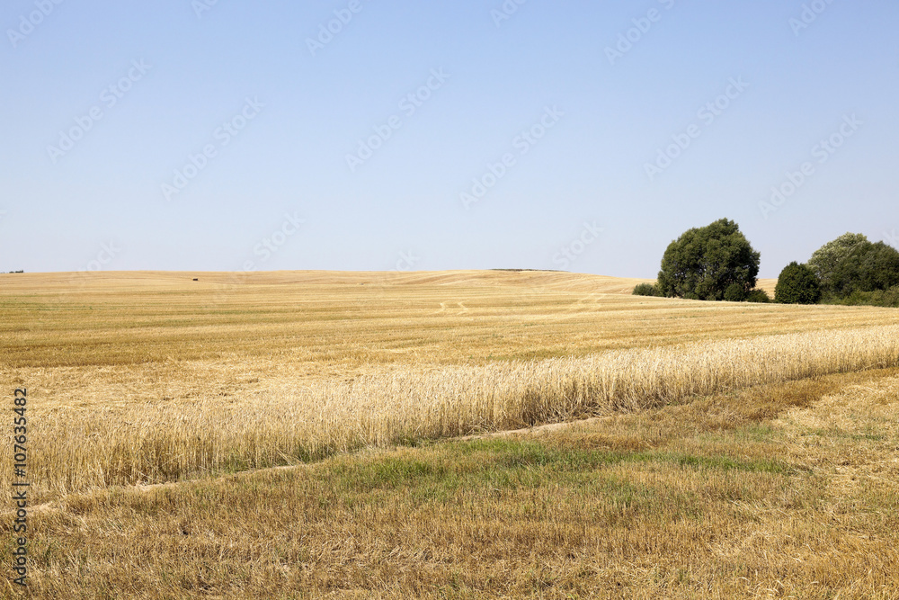 band with wheat  