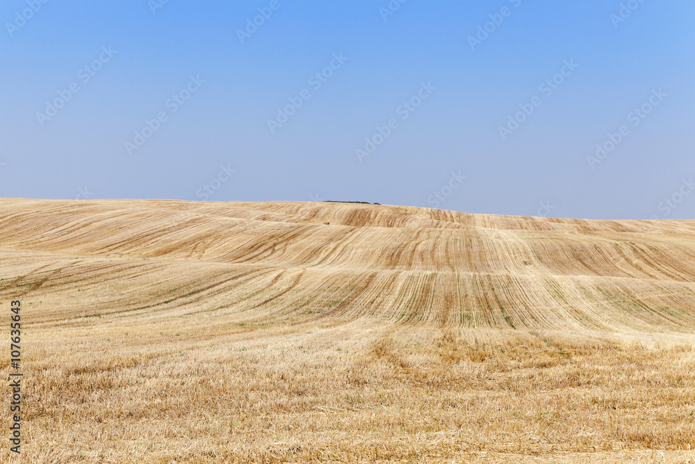 Fototapeta premium collection of rye crops 