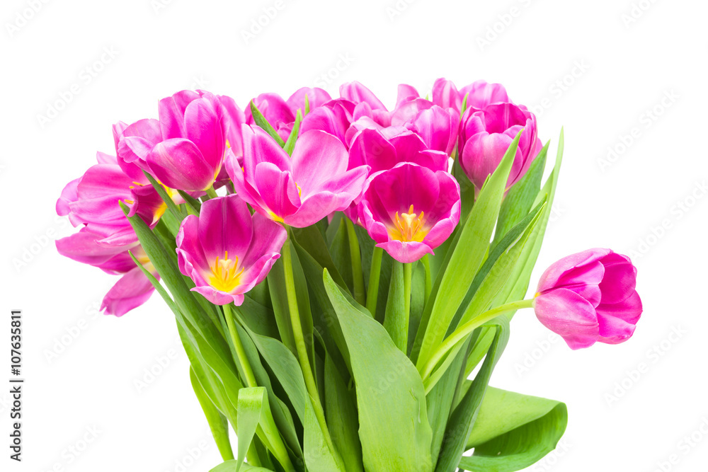 Obraz premium Tulips on white background