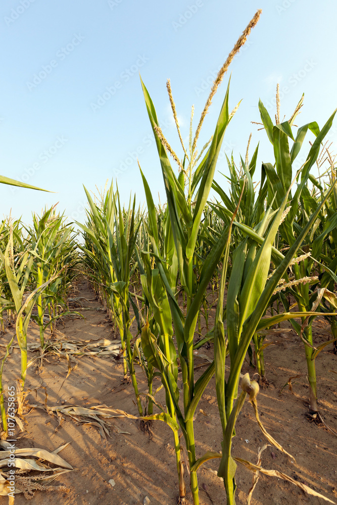 green corn in the field green corn in the field