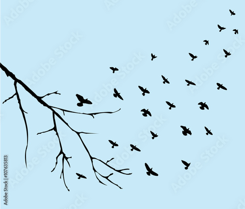 birds flying