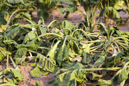 sluggish sugar beet  