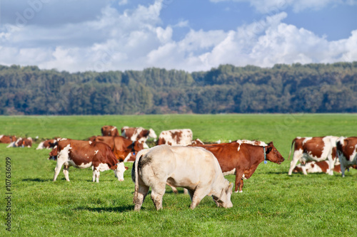 Red Frisian-Holstein cows grazing in a green meadow with a bull on the foreground, The Netherlands.