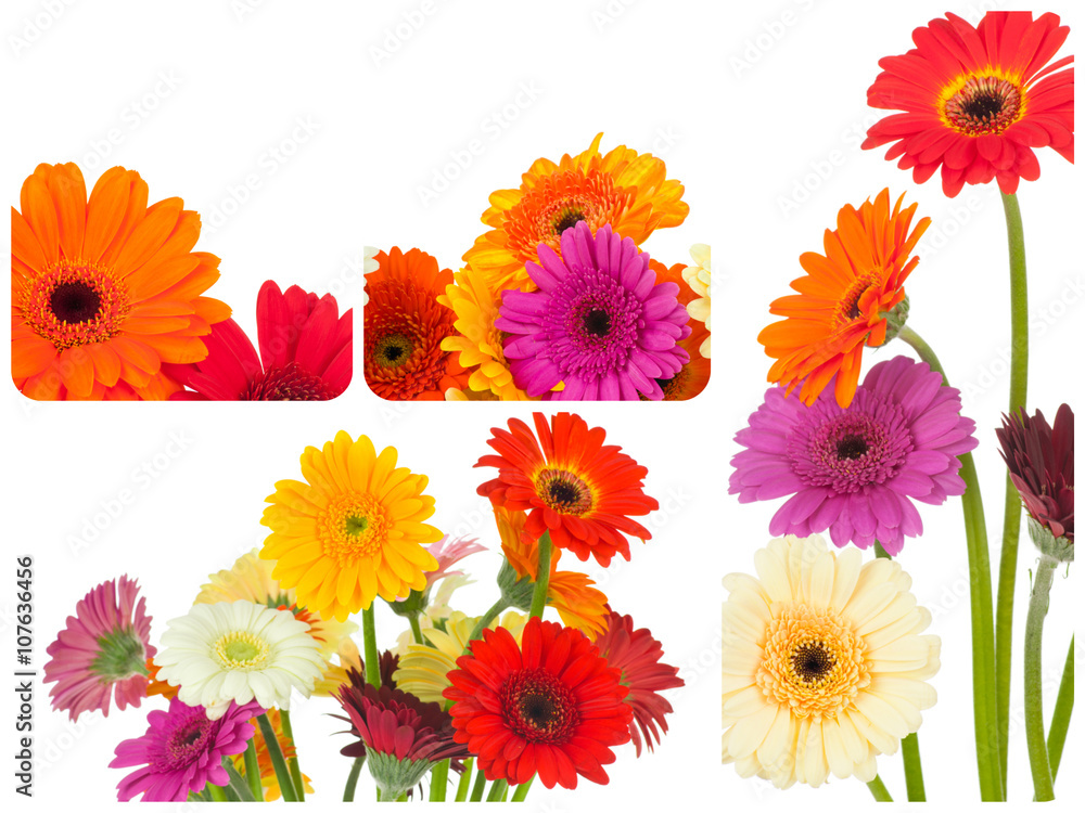 Collage of daisy flowers