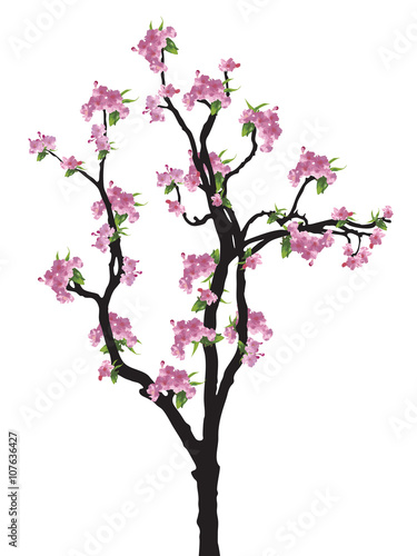 Full bloom sakura tree (Cherry blossom) © tikisada