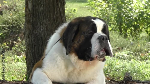 Dog breed St. Bernard comes from the Tibetan mastiff