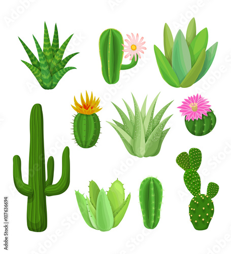 Cacti and succulents with flowers.