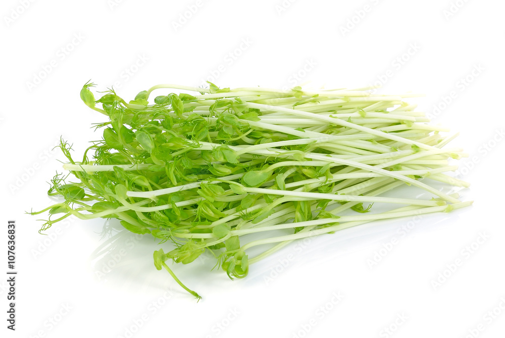 Green Pea Sprouts isolated on white Green Pea Sprouts isolated on white