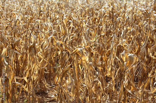The dried corn field background