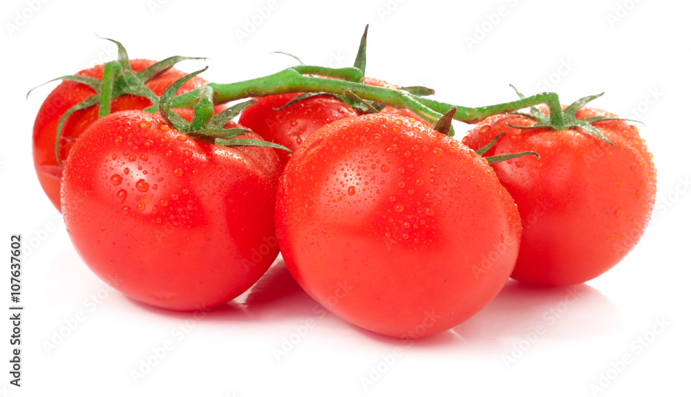 branch of tomatoes isolated on white branch of tomatoes isolated on white