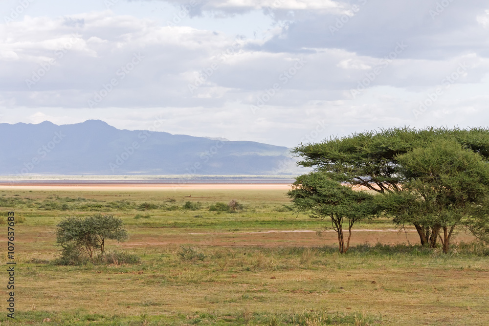 Savanna plain with acacia tree against distance view on mountain and cloudy sky background. Lake Manyara National Park, Tanzania, Africa. 
