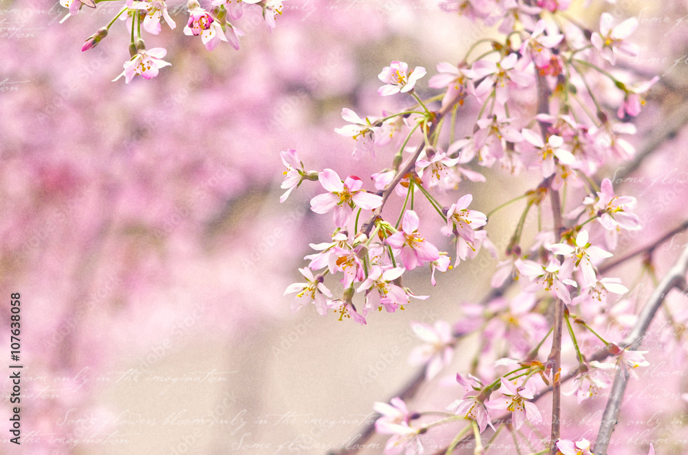 Spring blossoming apple-tree or cherry branches. Springtime background. Close up