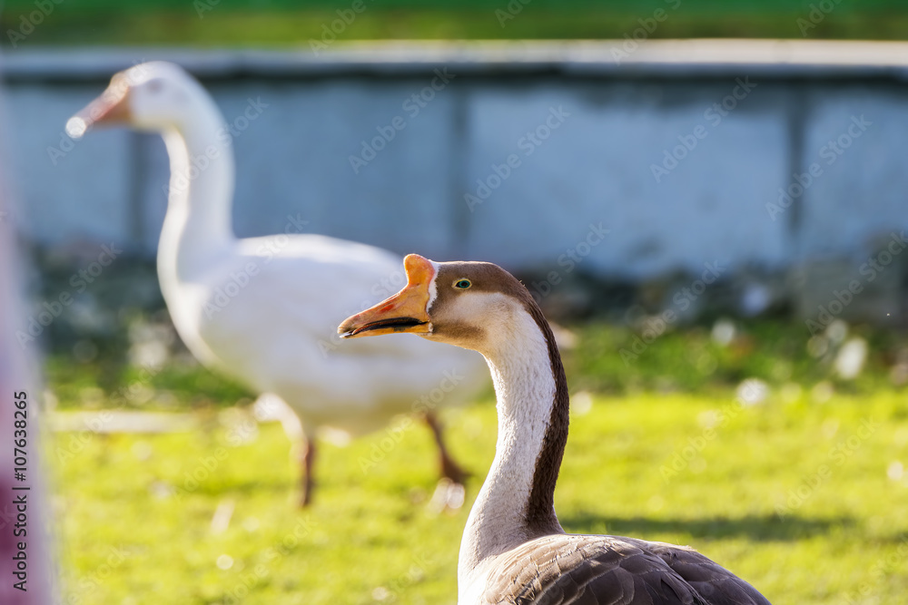 Closeup of a Mute Swan Bird head with colorful out of focus back Closeup of a Mute Swan Bird head with colorful out of focus back
