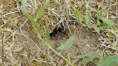 Cricket carefully backwards coming out of the hole.
 photo