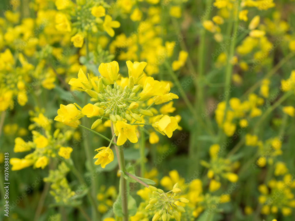 Rape flower Rape flower