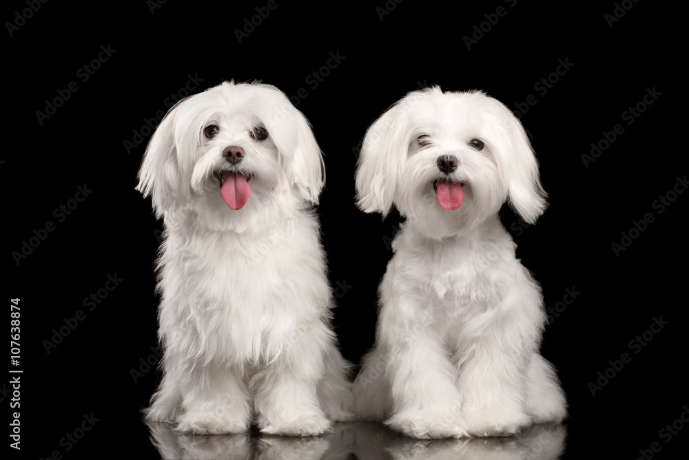 Two Happy White Maltese Dogs Sitting, Looking in Camera isolated Two Happy White Maltese Dogs Sitting, Looking in Camera isolated