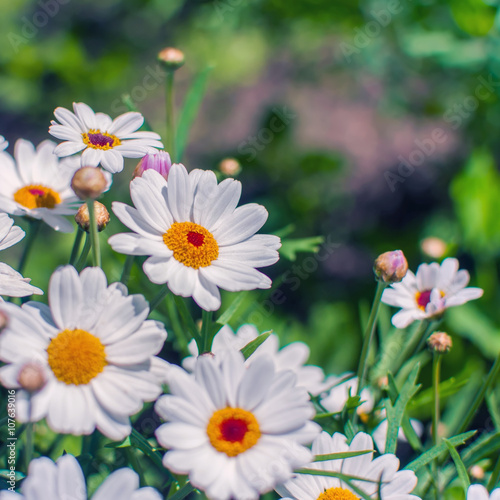 White chamomile flowers growing on meadow