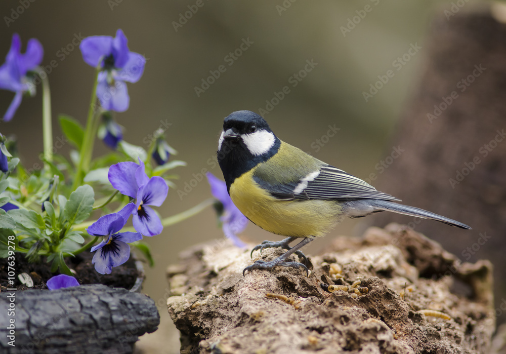 Naklejka premium Great Tit and Pansies 