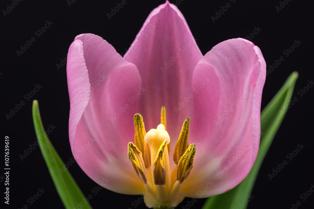 Fototapeta premium Flowers, tulip, close-up, macro.