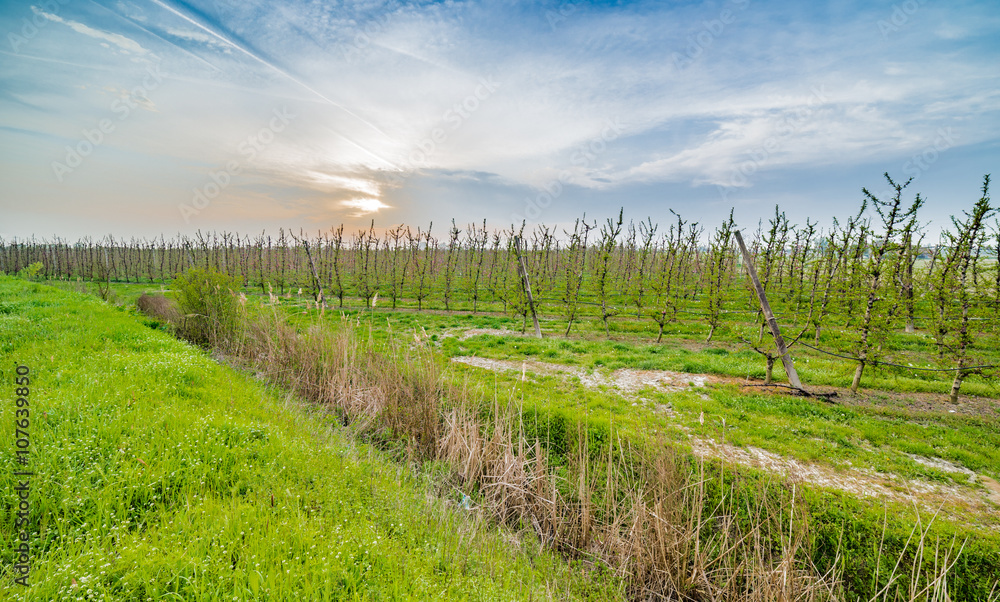 Obraz premium vineyard surrounded by a ditch