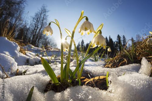 Alpine snow flowers