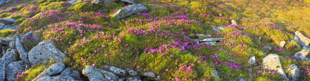 rhododendrons Chornogory