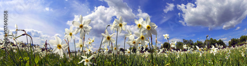 Valley of daffodils, Hust