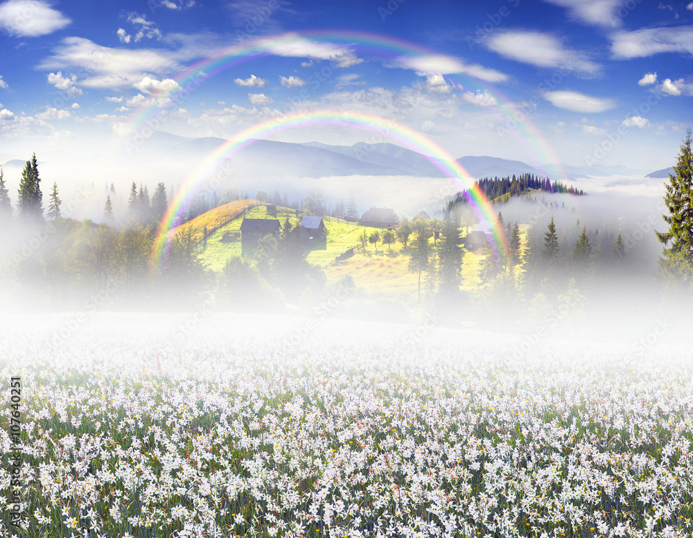 Naklejka premium field of daffodils in the Carpathians