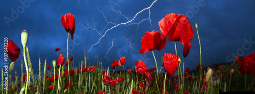 Field with bright blooming poppies