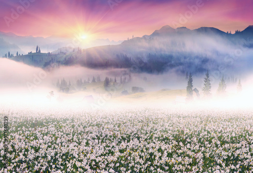 Fototapeta Naklejka Na Ścianę i Meble -  field of daffodils in the Carpathians