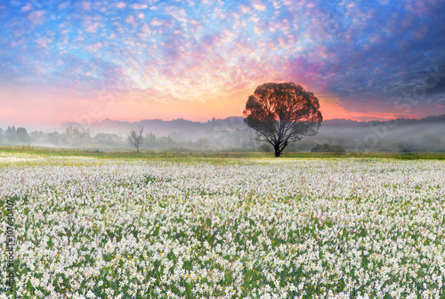 Fototapeta Naklejka Na Ścianę i Meble -  Daffodils at sunrise