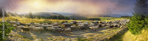 Fotografie, Obraz Sheep graze in the Carpathians