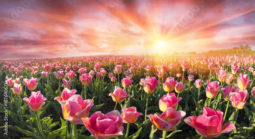 Fototapeta Naklejka Na Ścianę i Meble -  Field of tulips in Chernivtsi