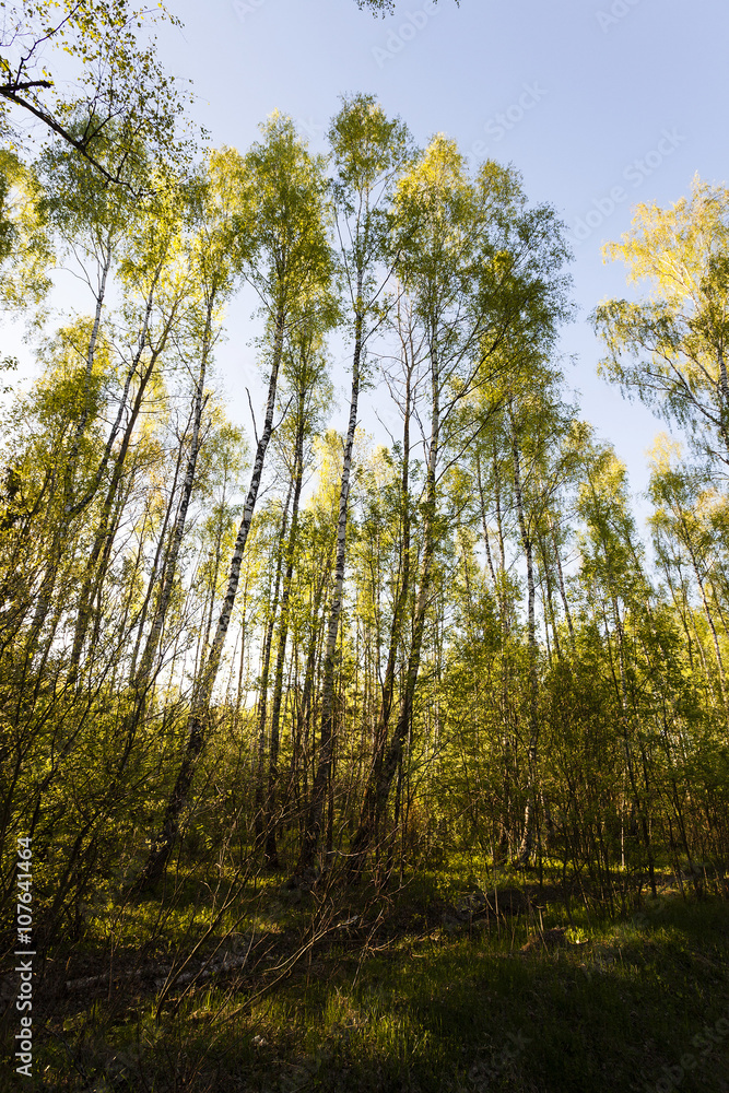 Fototapeta premium trees in spring