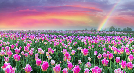 Wandcirkels Tulp Kleurrijk tulpenveld in volle bloei  © panaramka