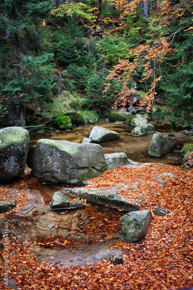 Obraz premium Creek in Autumn Forest