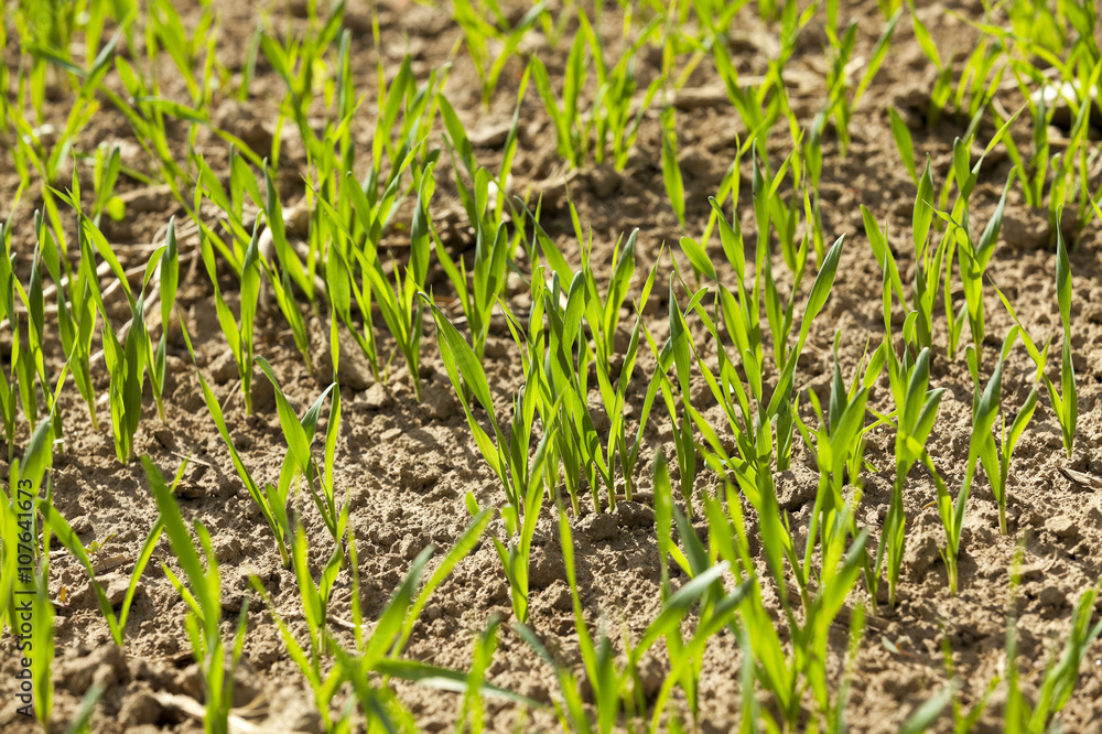 cereal field in spring  