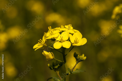 close-up of rape. Spring 