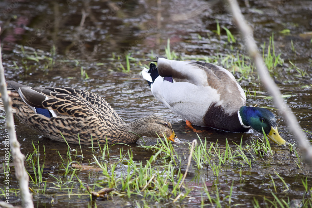 Fototapeta premium Pair of ducks Entenpaar