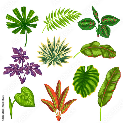 Set of stylized tropical plants and leaves. Objects for decoration, design on advertising booklets, banners, flayers