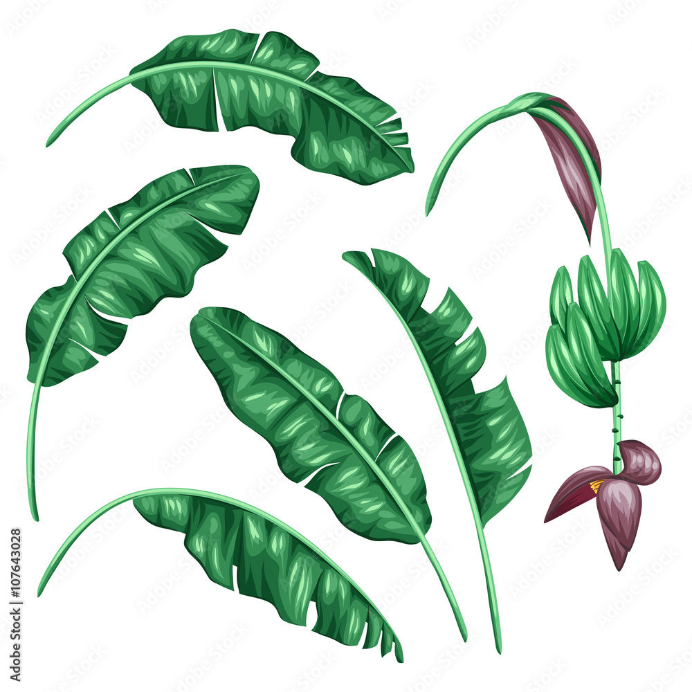 Obraz premium Set of stylized banana leaves. Decorative image with tropical foliage, flowers and fruits. Objects for decoration, design on advertising booklets, banners, flayers