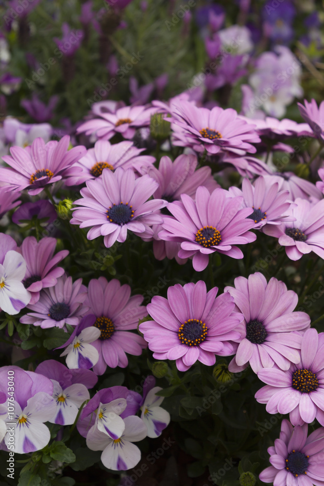 daisies in spring