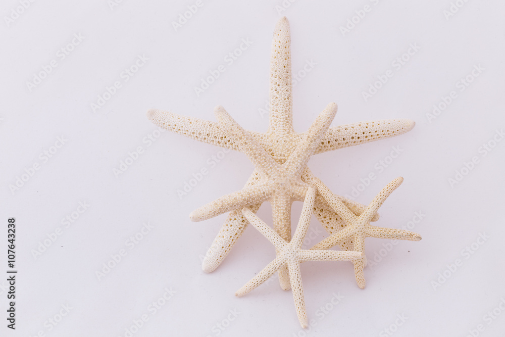 White starfish isolated on white background. Seashell on white background. White starfish isolated on white background. Seashell on white background.