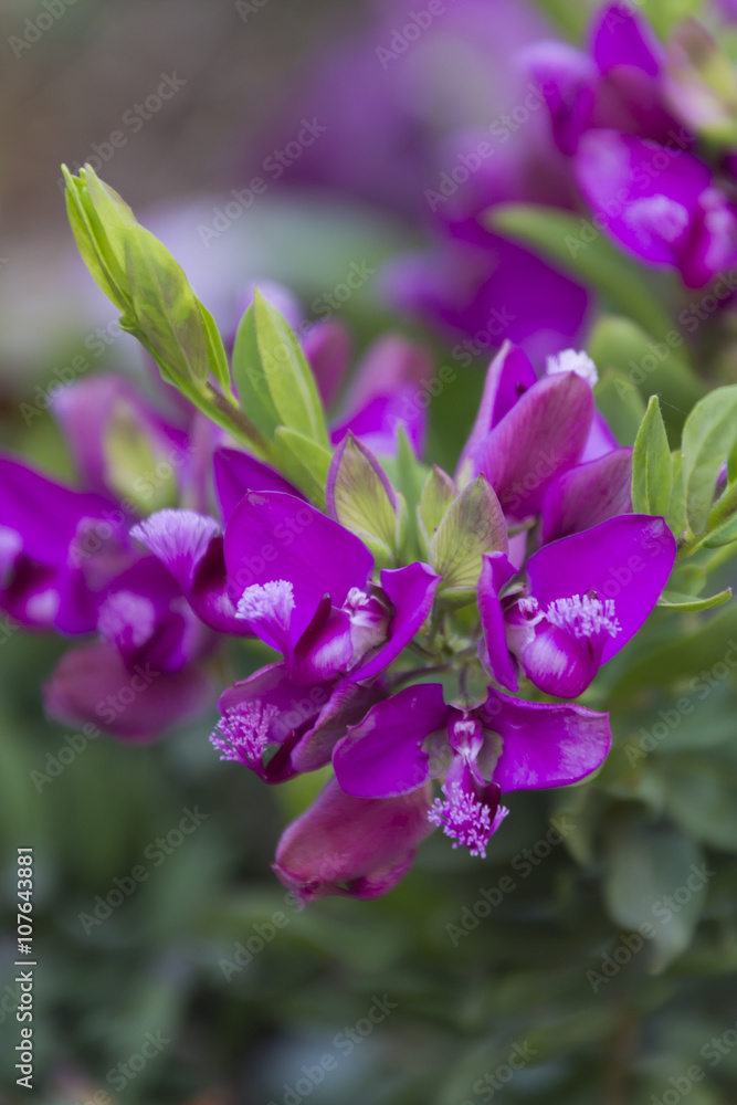 flower in the garden flower in the garden